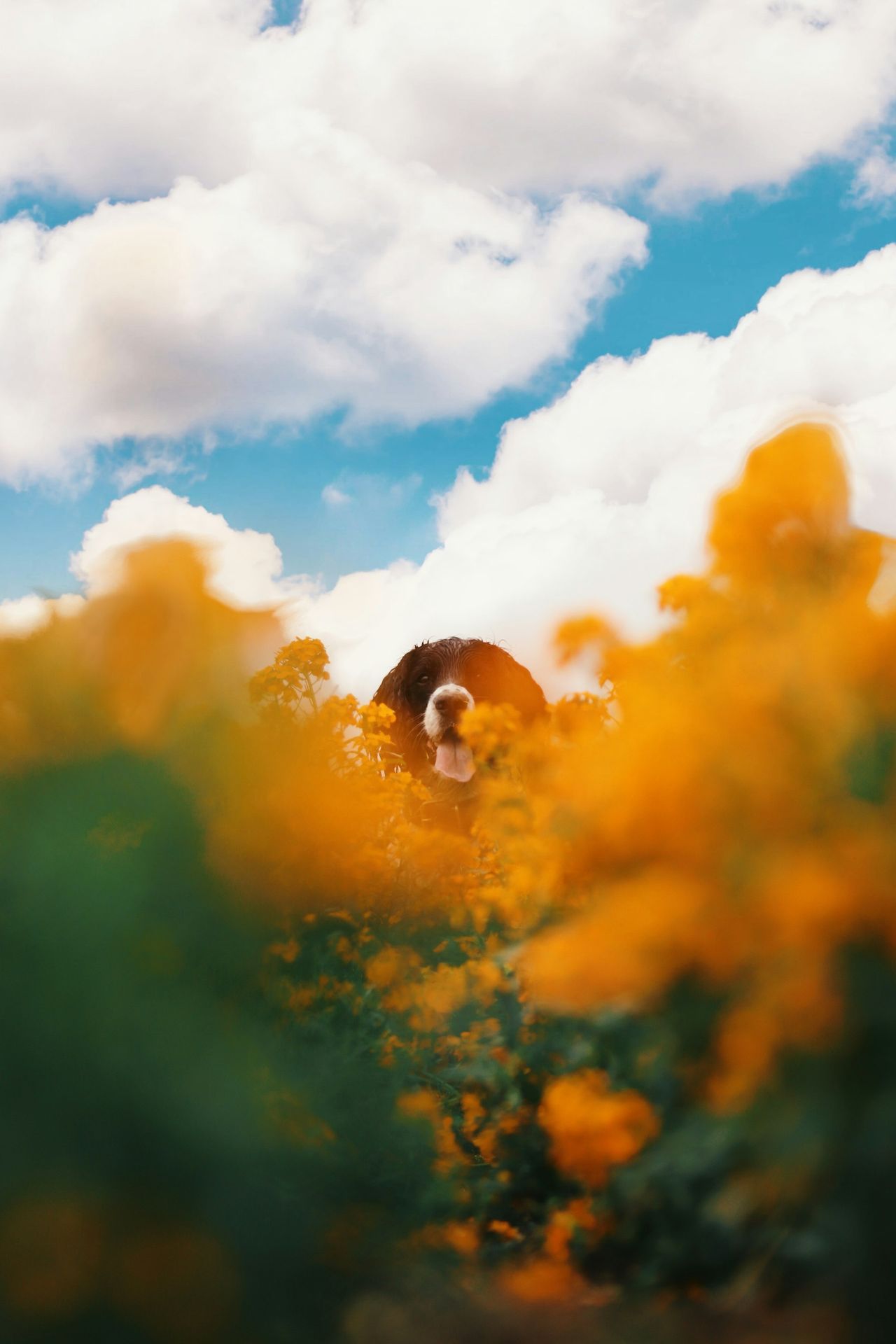 a horse standing in a field of yellow flowers